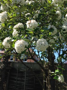 The cold nights and often chilly days helped to preserve spring blossom, with some stunning displays on streets around the borough.