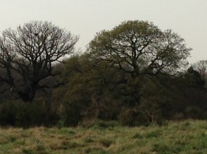 One of the magnificent oaks that provide the backdrop to Music in WansteadPark was in leaf on Friday, April 11th. 