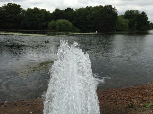 The Heronry Pond in Wanstead Park is suffering low water levels again