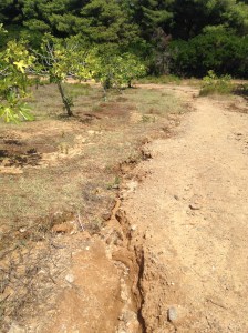Torrents of water from the storms caused deep scars in the landscape. I spotted this at the edge of an olive grove during a walk through a forest to Mandraki