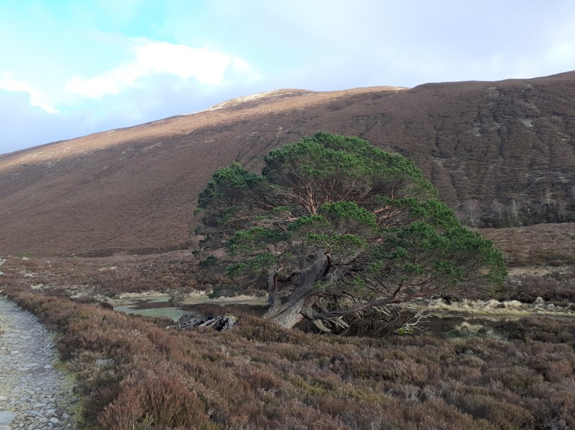 A huge tree, possibly felled in a storm